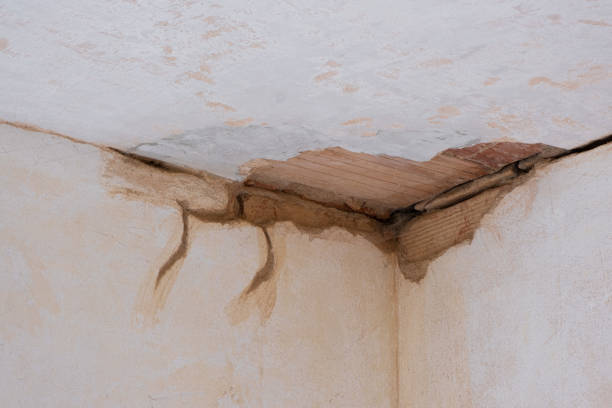 Best Professional water damage repair  in Largo, FL